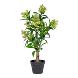 Copac Skimmia 40x75x40 cm