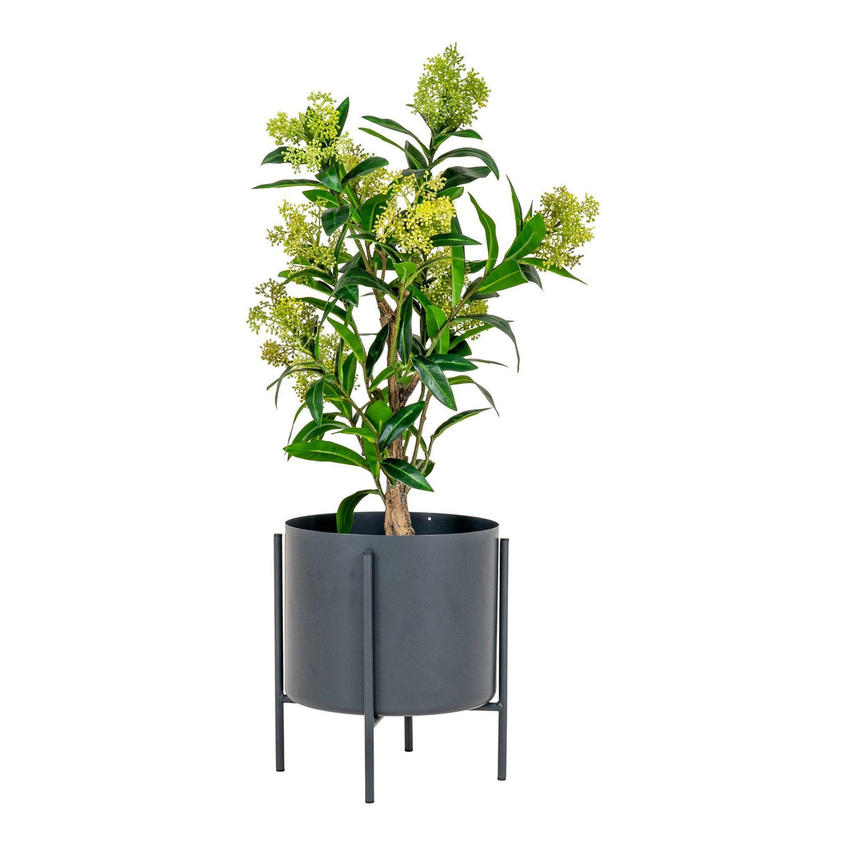 Copac Skimmia 40x75x40 cm