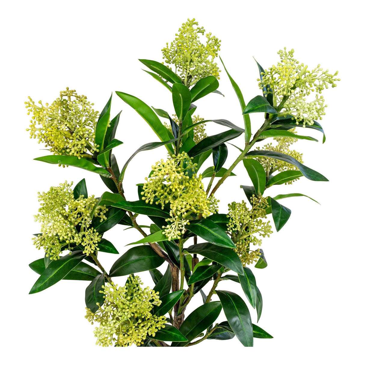 Copac Skimmia 40x75x40 cm