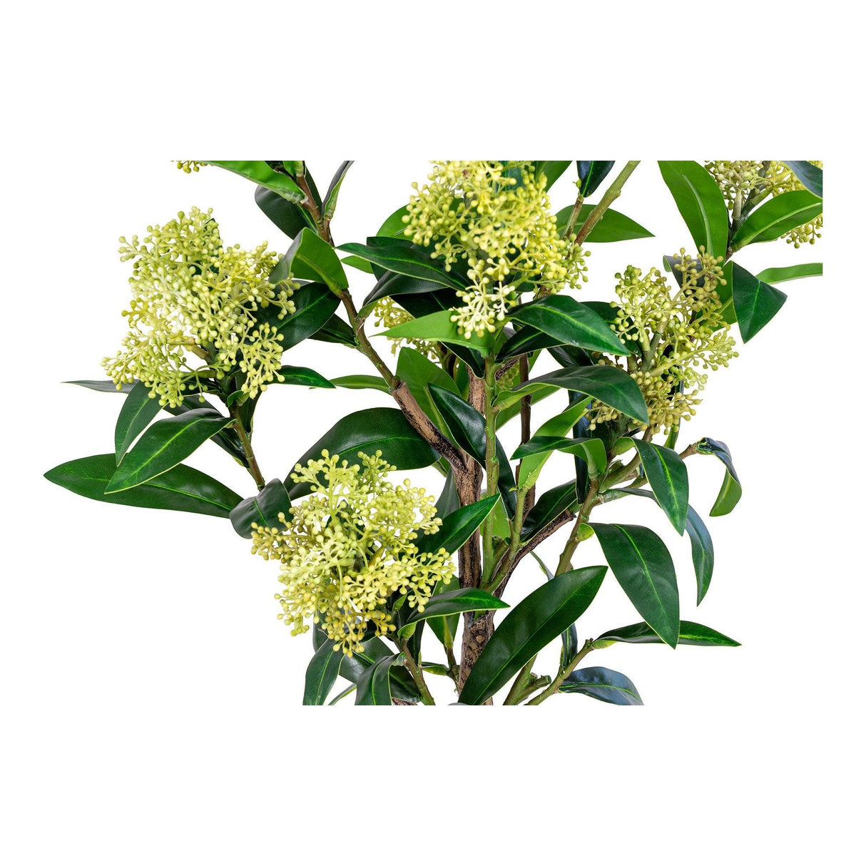 Copac Skimmia 40x75x40 cm