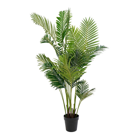 Palmier Areca 64x175x64 cm