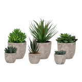 Set plante Spello 150 buc, 42x105x62 cm